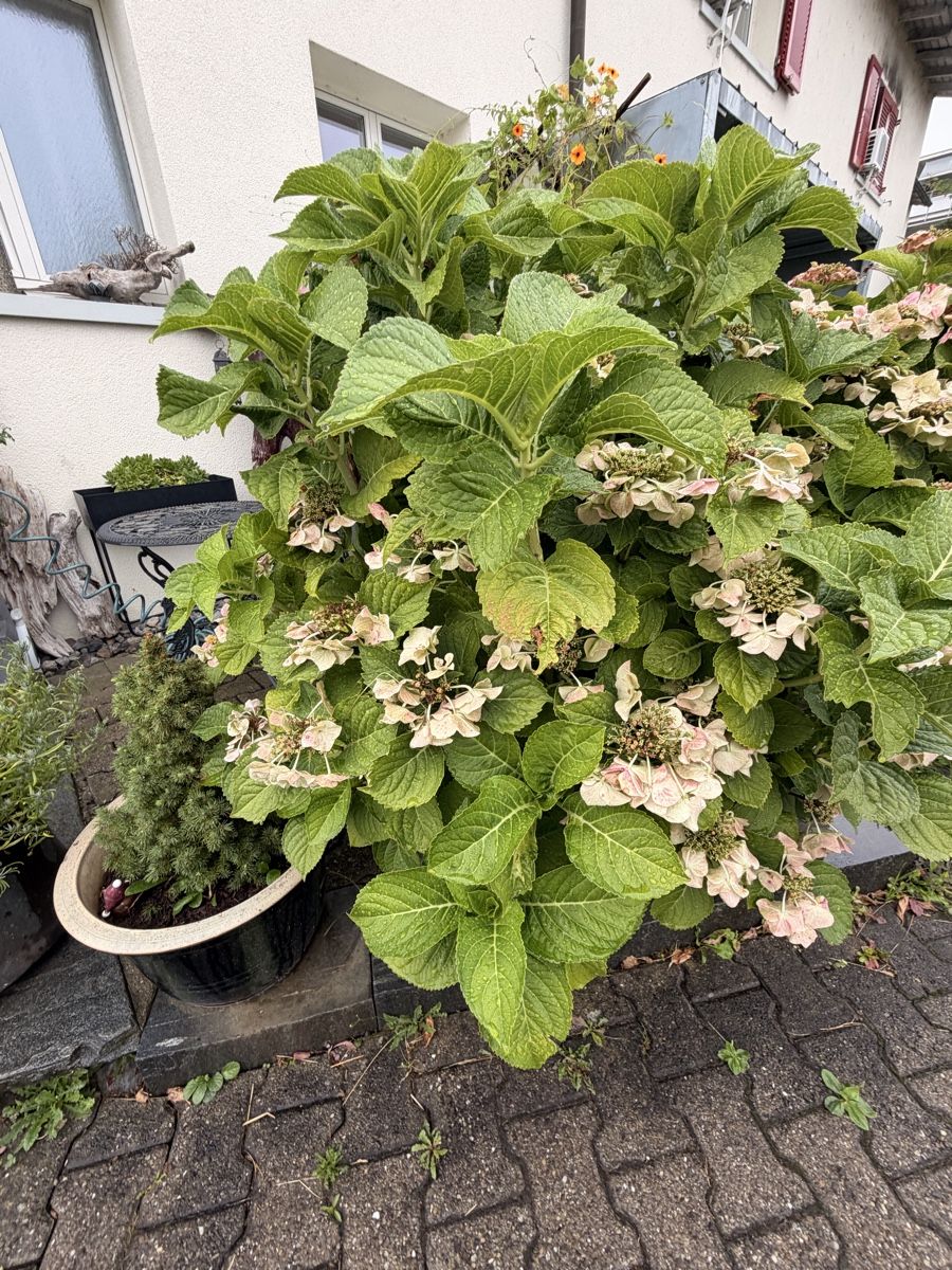 Piante & sementi: Grosse Hortensie im Topf  – Usato da Zürich venduto da Camerountiger 1