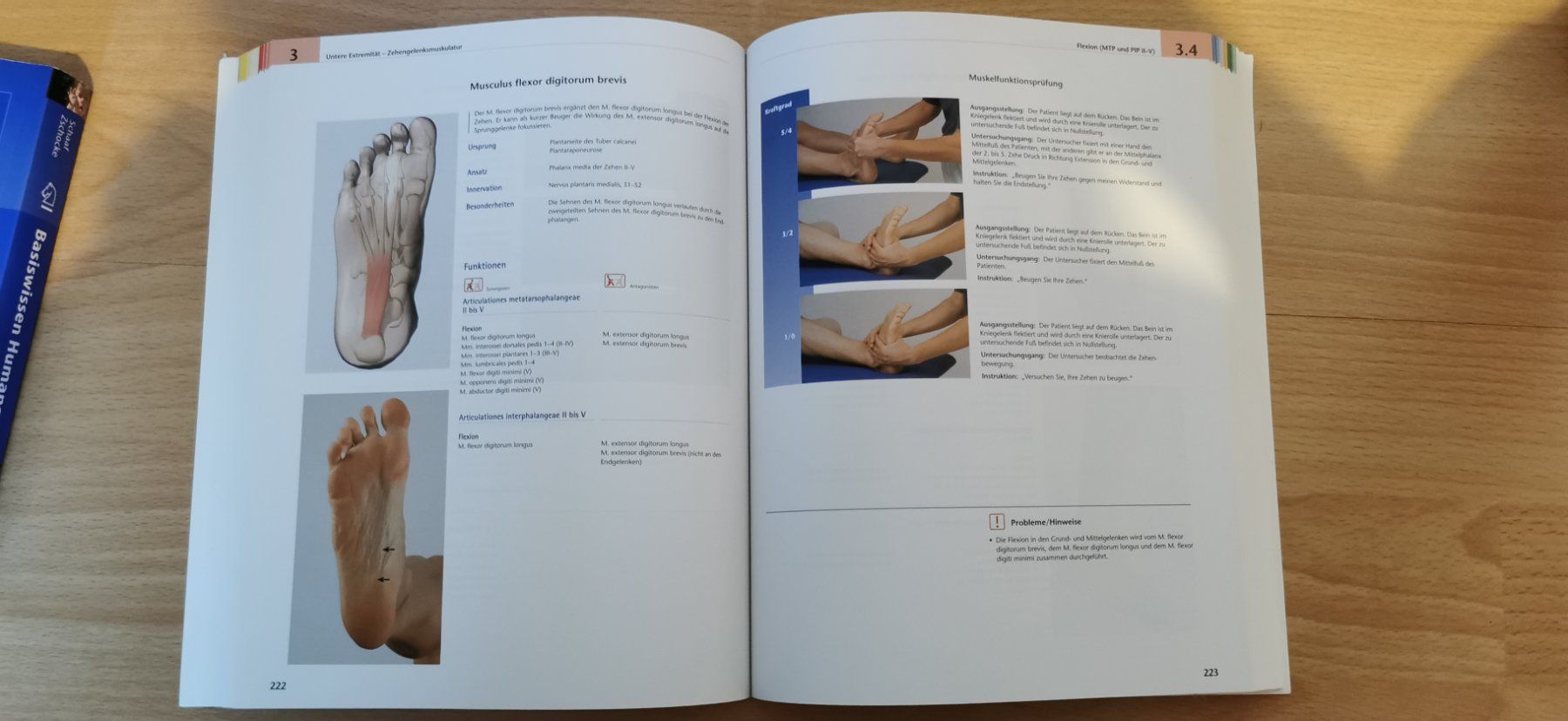 Libri: Das Muskelbuch – Usato da Eschenbach LU venduto da Holiday1 2