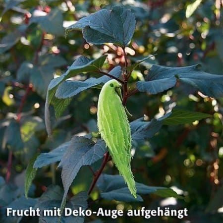 Piante & sementi: Papageien Strauch Samen - 40 Stück – Nuovo e nell'imballaggio originale da Ibach venduto da fantasyfashion