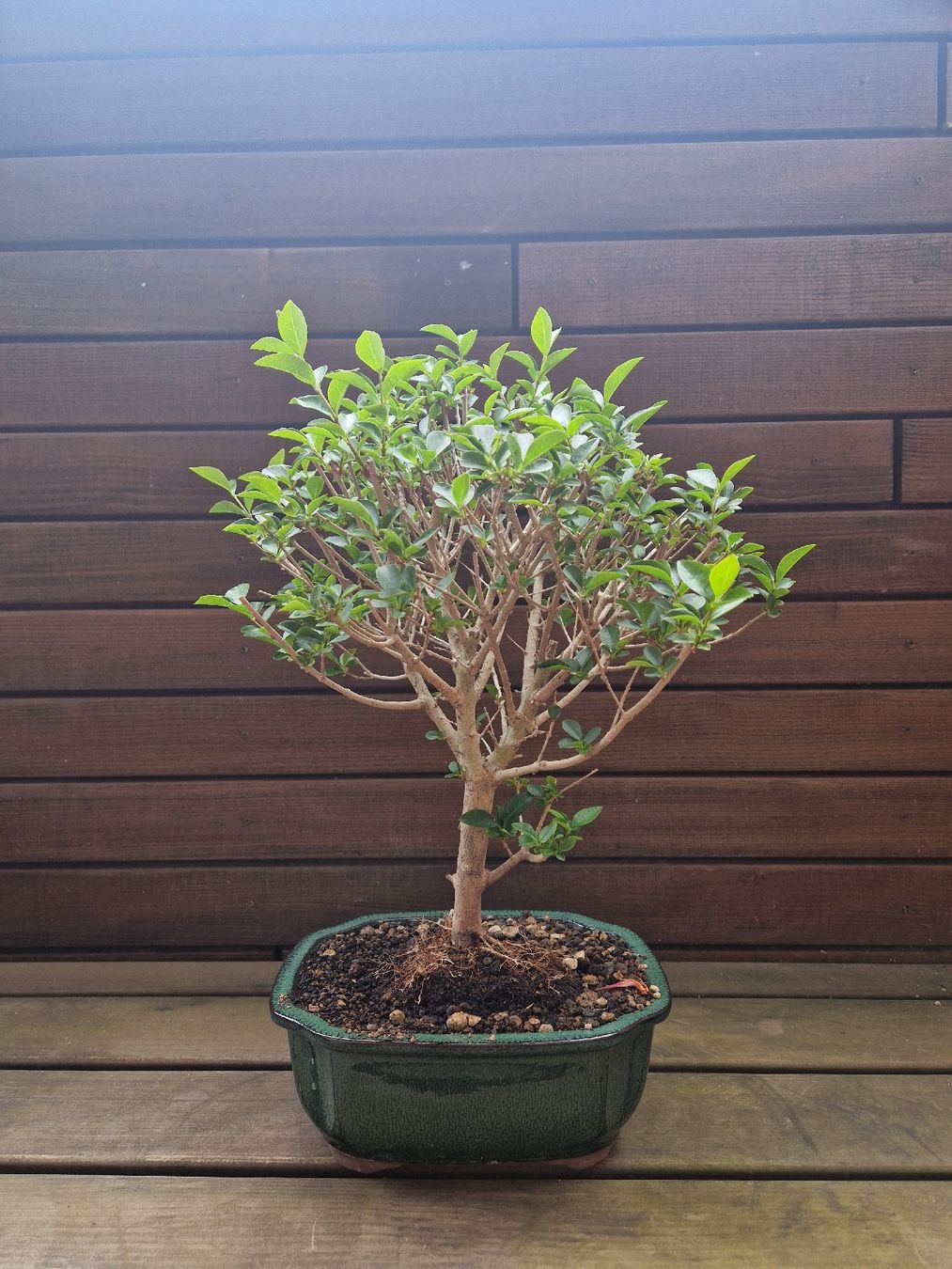 Piante & sementi: Bonsai Liguster – Nuovo (secondo la descrizione) da Baden venduto da georges5442 1