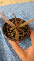 Drosera ADELAE plante carnivore fleischfressende Pflanz