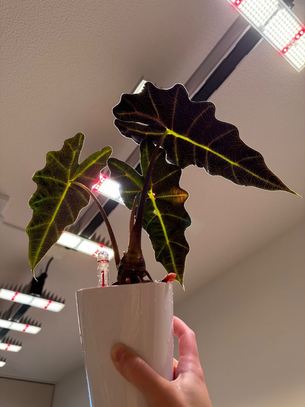 Pflanzen & Samen: 🌱 Alocasia polly pink – Gebraucht aus Niederbuchsiten von GreenGems 2
