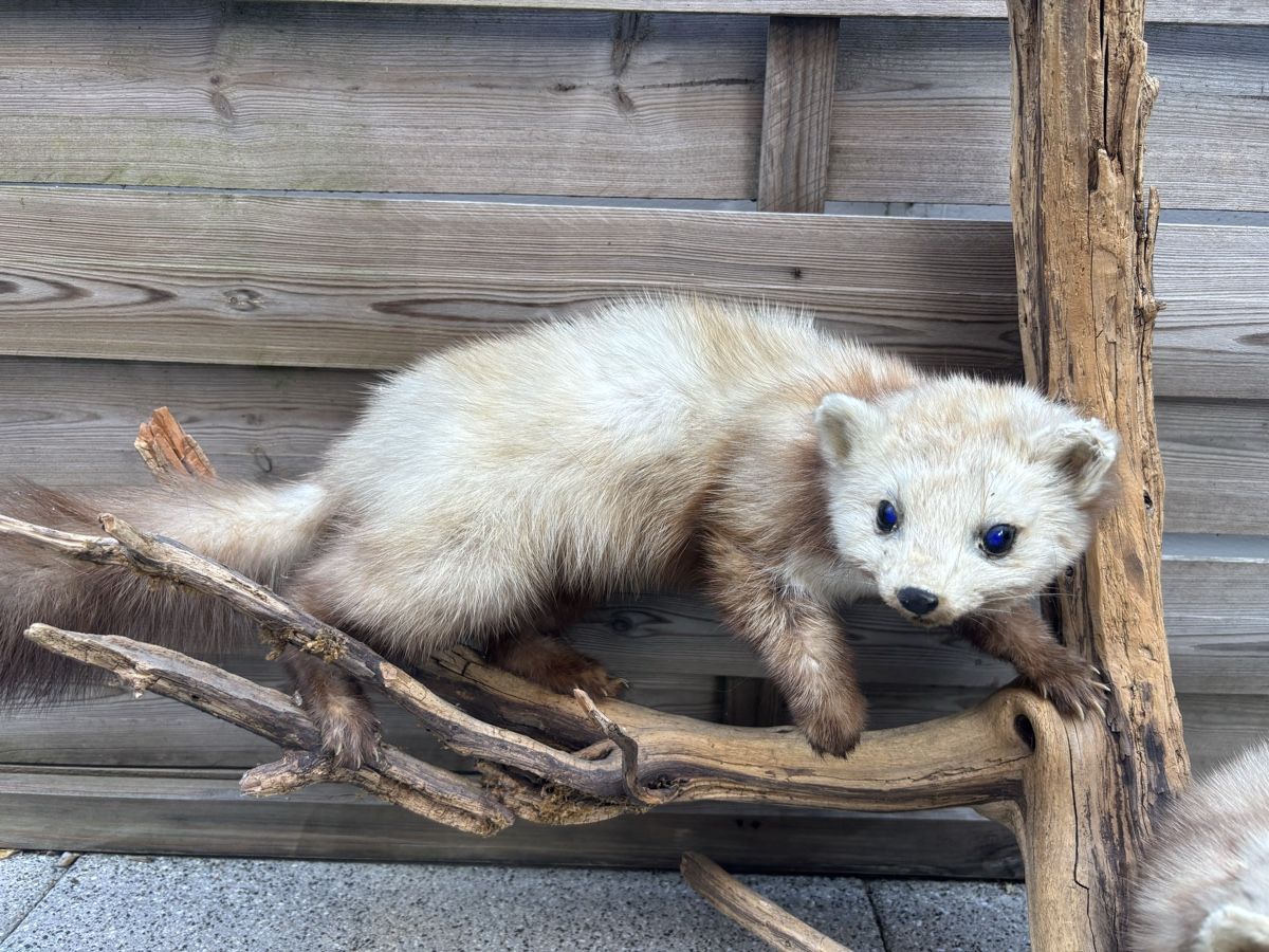 Il mondo degli animali: Präparierte Marder auf Holz – Usato da Oberentfelden venduto da hyla_2008 2