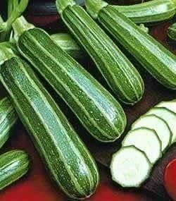 Pflanzen & Samen: Courgette striée 15g – Neu (gemäss Beschreibung) aus Bremblens von FIBONACCI369