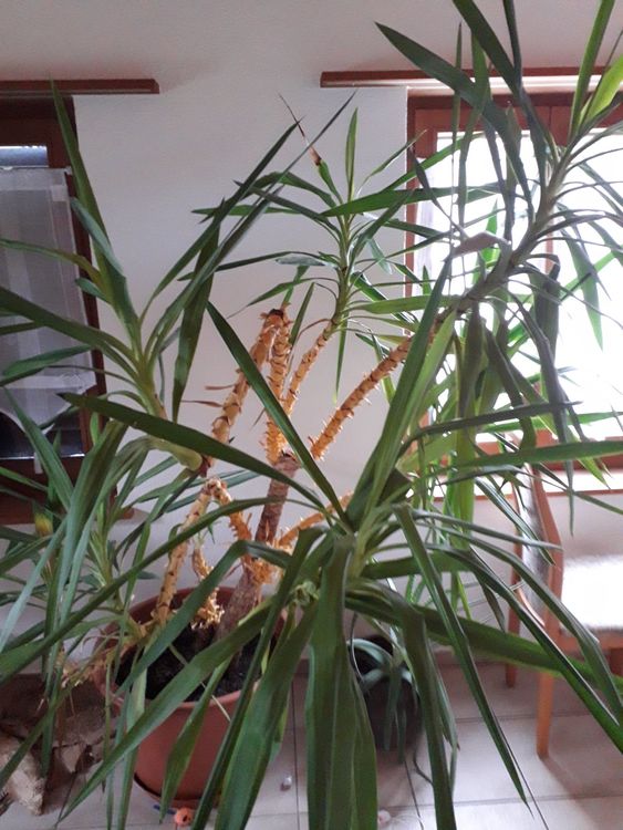 Yucca Pflanze Kaufen auf Ricardo