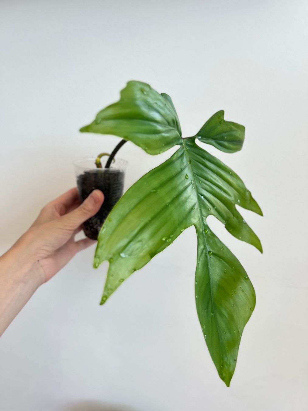 Plantes & graines: Philodendron Florida🤩 – D'occasion à Glattpark(Opfikon) par ste_n99y 3