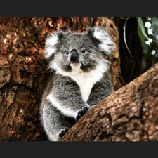 Profile image of Silver-Rules