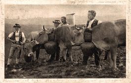 Appenzeller Volksleben: Sennen mit Kühen