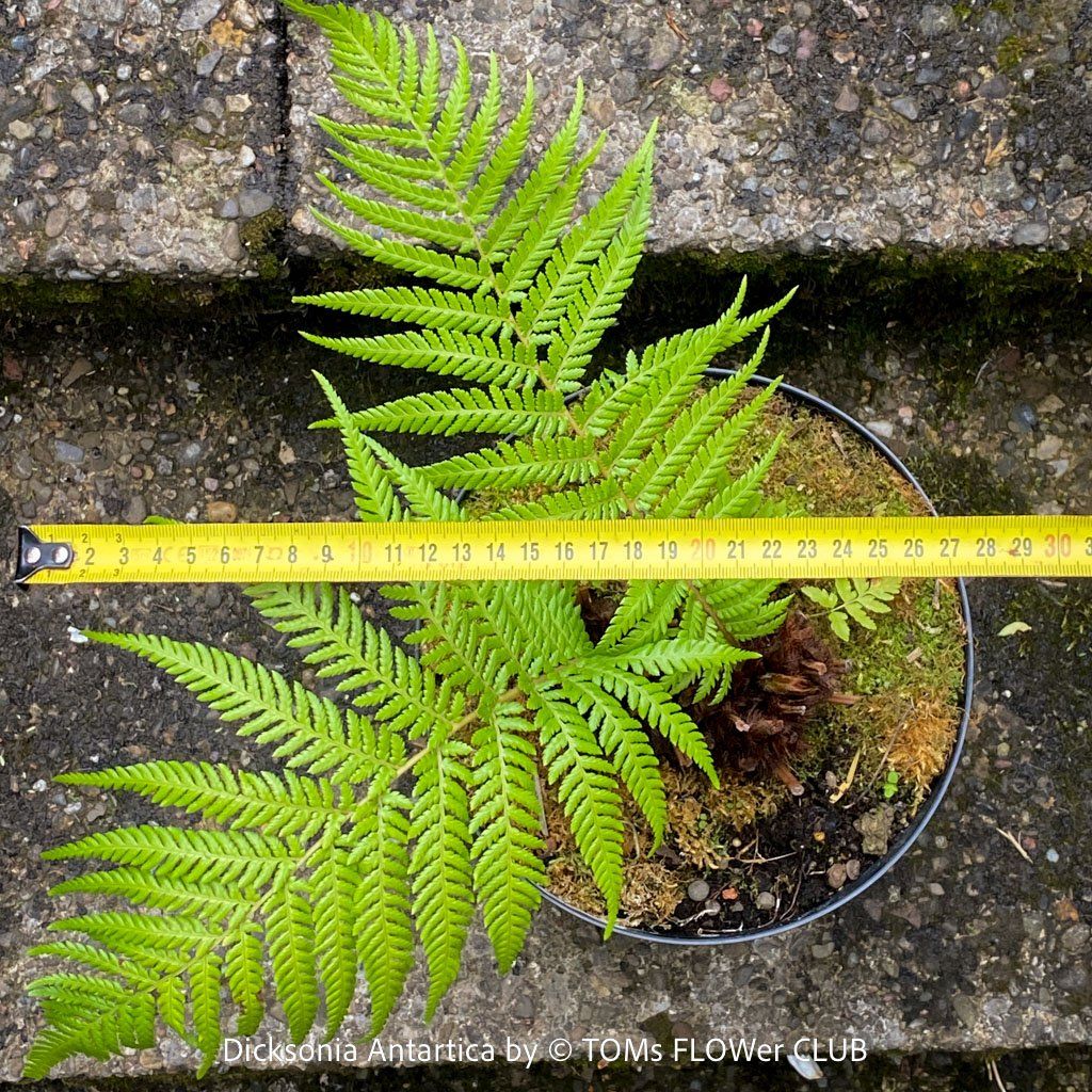 Piante & sementi: Dicksonia Antartica / Baumfarn - starker Doppelstamm – Nuovo e nell'imballaggio originale da Adliswil venduto da TAKEYOURPLANT 6