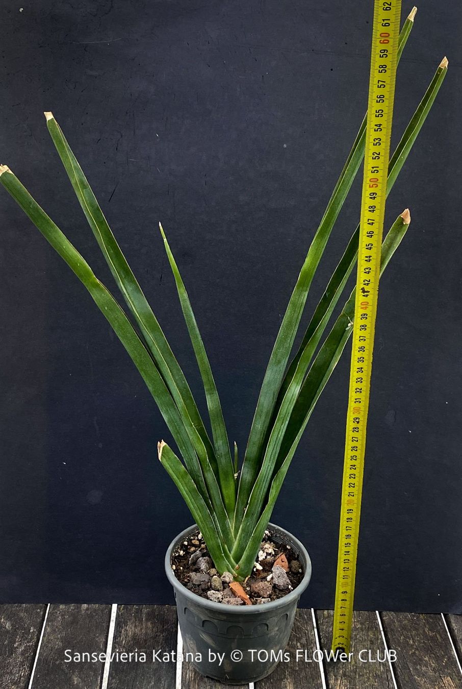Piante & sementi: Sansevieria Katana - wunderschön Gross-Faecher-Sansevieria – Nuovo e nell'imballaggio originale da Adliswil venduto da astom369 2