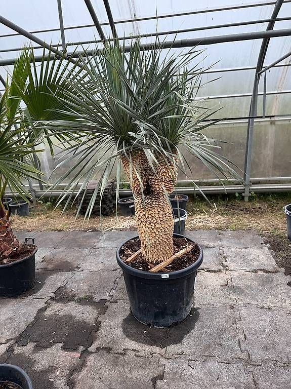 Piante & sementi: Yucca Rostrata Doppelstamm - Versand möglich – Usato da Zuckenriet venduto da Thur_Plant 2