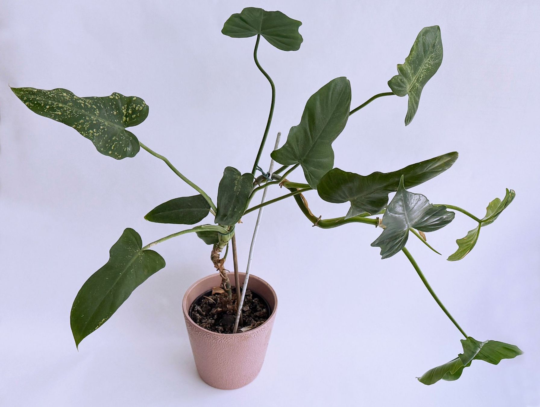 Piante & sementi: PHILODENDRON*GOLDEN DRAGON***** – Nuovo (secondo la descrizione) da Dübendorf venduto da Orchid18 1