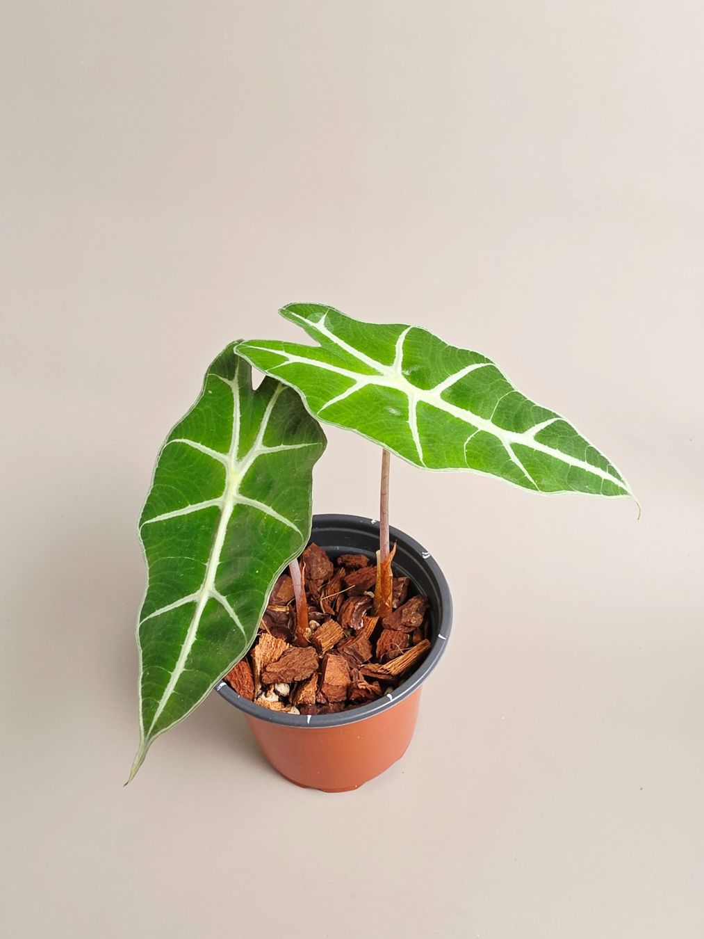 Piante & sementi: Alocasia polly Baby #1 – Nuovo (secondo la descrizione) da Gerolfingen venduto da Azora