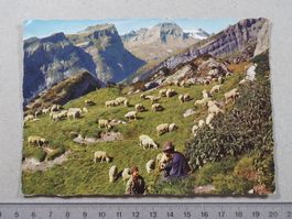 Flims, 1963, Alp Mora, Schafe, Hirte