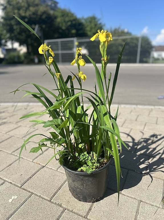 Piante & sementi: Sumpfschwertlilie und Physalis im Topf  – Usato da Frauenfeld venduto da Irene.Schuppli 1