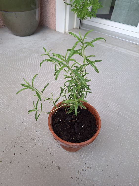 Rosmarin, selbst gezogen. Winterharte Sorte im Tontopf (Neu (gemäss ...