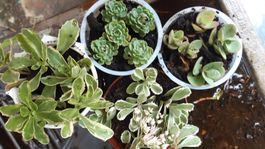 mini sedum Bodendecker-1 töpfchen mit 5 Ableger