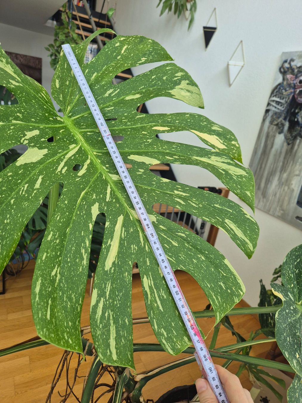 Plantes & graines: Monstera Deliciosa, Thai constellation, Mutterpflanze – D'occasion à Bülach par Pflanzen-Heini 4
