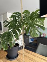Monstera Albo Variegata XXL ca. 1m hoch