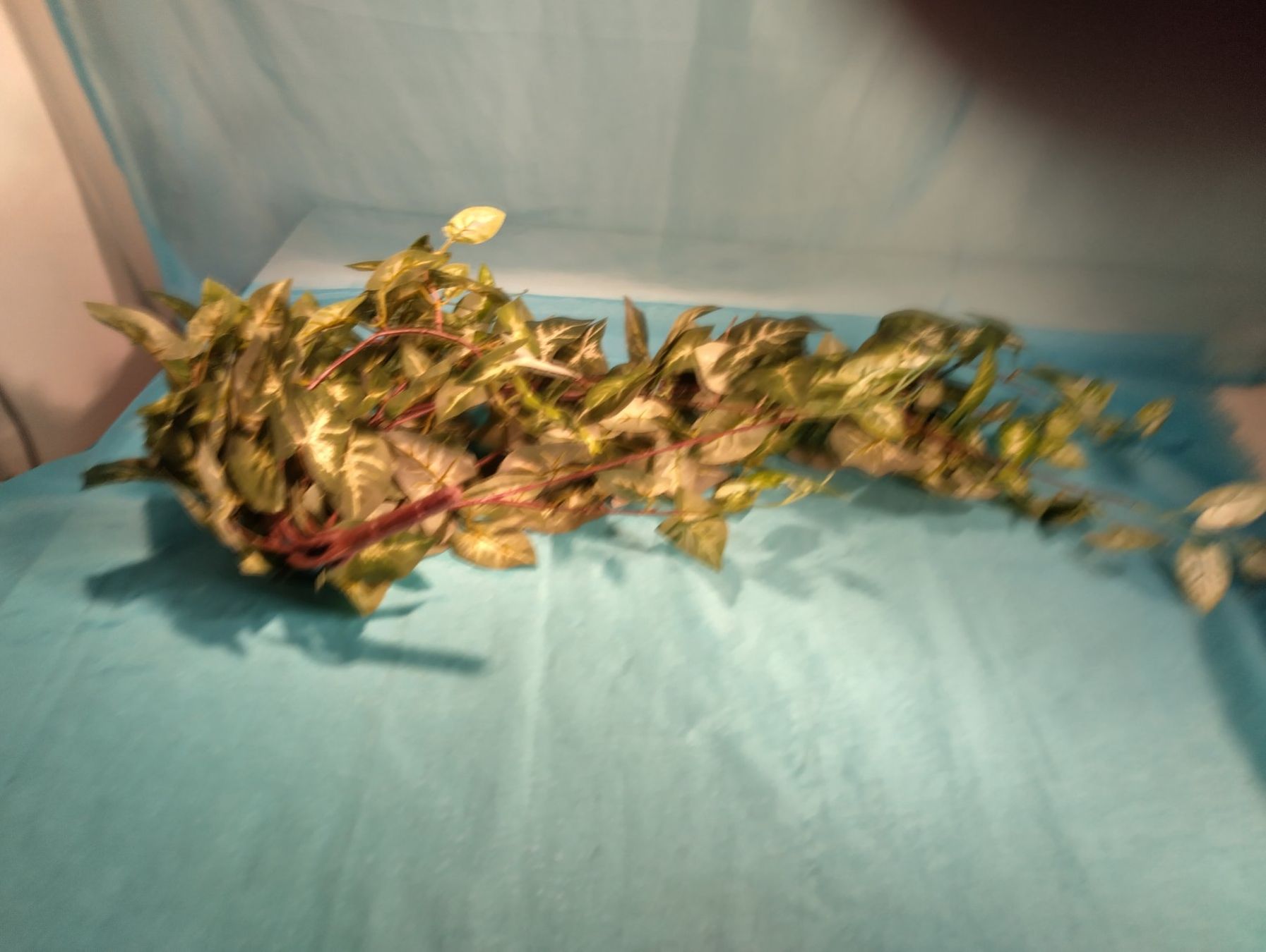 Piante & sementi: Langes Efeu am Stiel, L: 95cm – Usato da Bellach venduto da JingleCherry 2