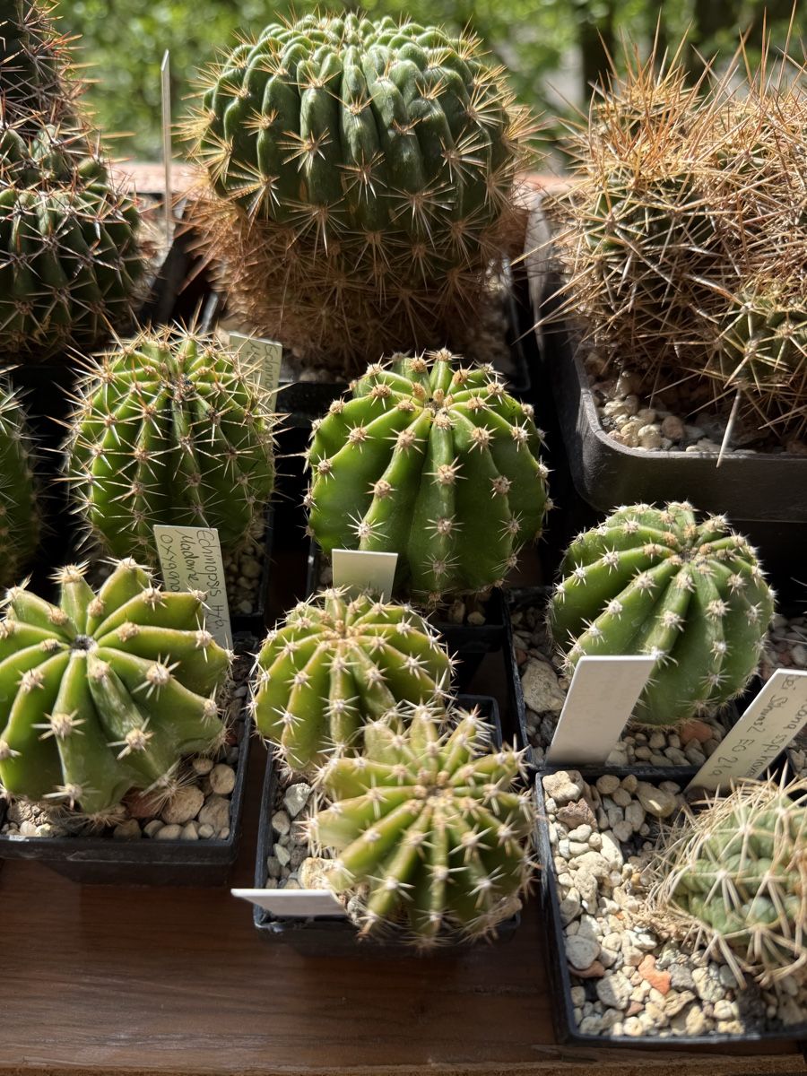 Pflanzen & Samen: Echinopsis Hyb. Madame Pele x oxygana – Gebraucht aus Rorbas von SimS0n 4