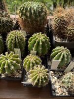 Echinopsis Hyb. Madame Pele x oxygana
