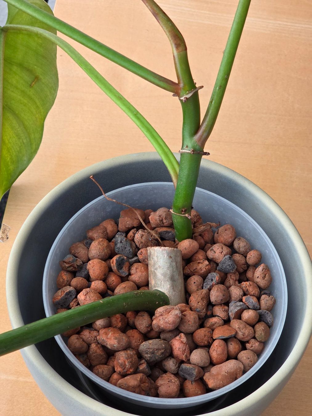 Piante & sementi: 🌿 Philodendron Domesticum – Usato da BERN venduto da kre_tb2n 5