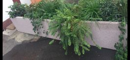 Grosser Beton Pflanzentrog Pflanzenkübel