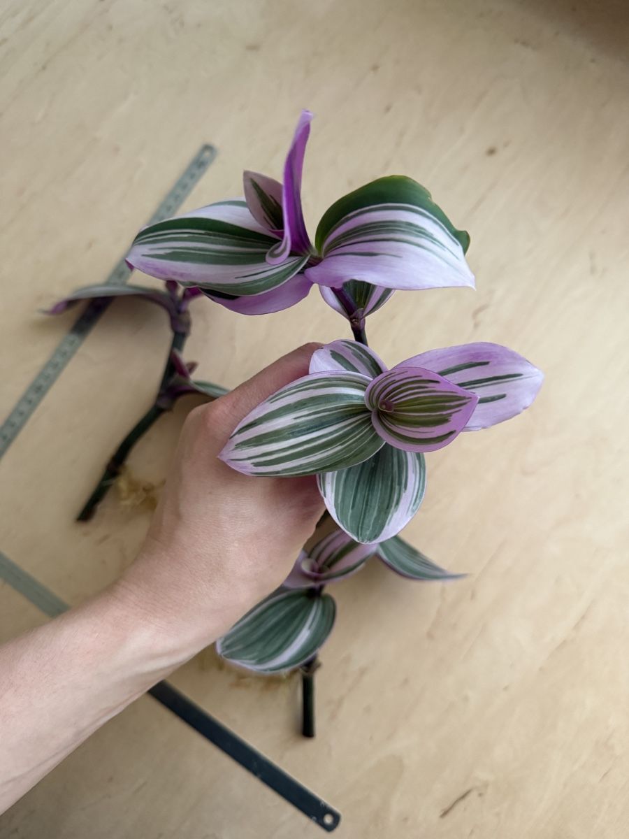 Pflanzen & Samen: 3x Wunderschöne Tradescantia Nanouk Ableger – Gebraucht aus Zürich von sha_m5hl 1
