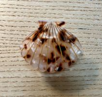 Muschel Haarspange Sommer Accessoire 🐚 Neu!