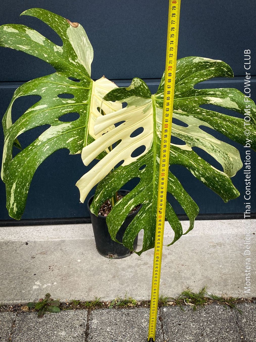 Piante & sementi: Monstera Deliciosa Thai Constellation - Kopfsteckling – Nuovo e nell'imballaggio originale da Adliswil venduto da astom369 4