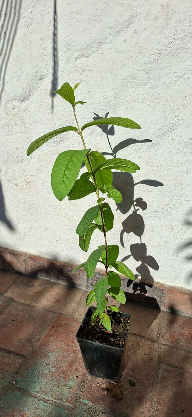Pflanzen & Samen: Echte Guave (Psidium guajava) – Gebraucht aus Alikon von Brunzolini 1