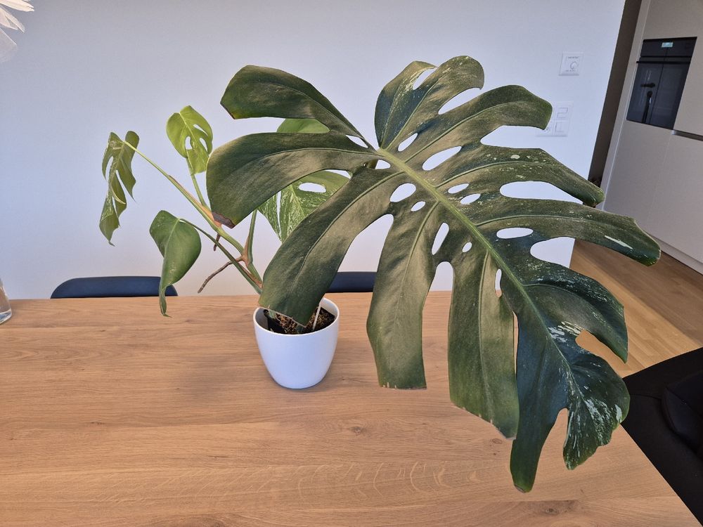 Monstera Variegata Large Form (Neu (gemäss Beschreibung)) in Basel für ...