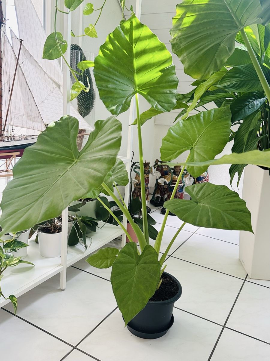 Piante & sementi: Wunderschöne Alocasia ca. 120cm – Usato da Dübendorf venduto da Maksi12