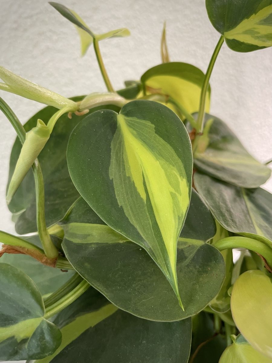 Piante & sementi: Philodendron (scandens) Brasil, M – Nuovo (secondo la descrizione) da Watt venduto da anics.plants 1