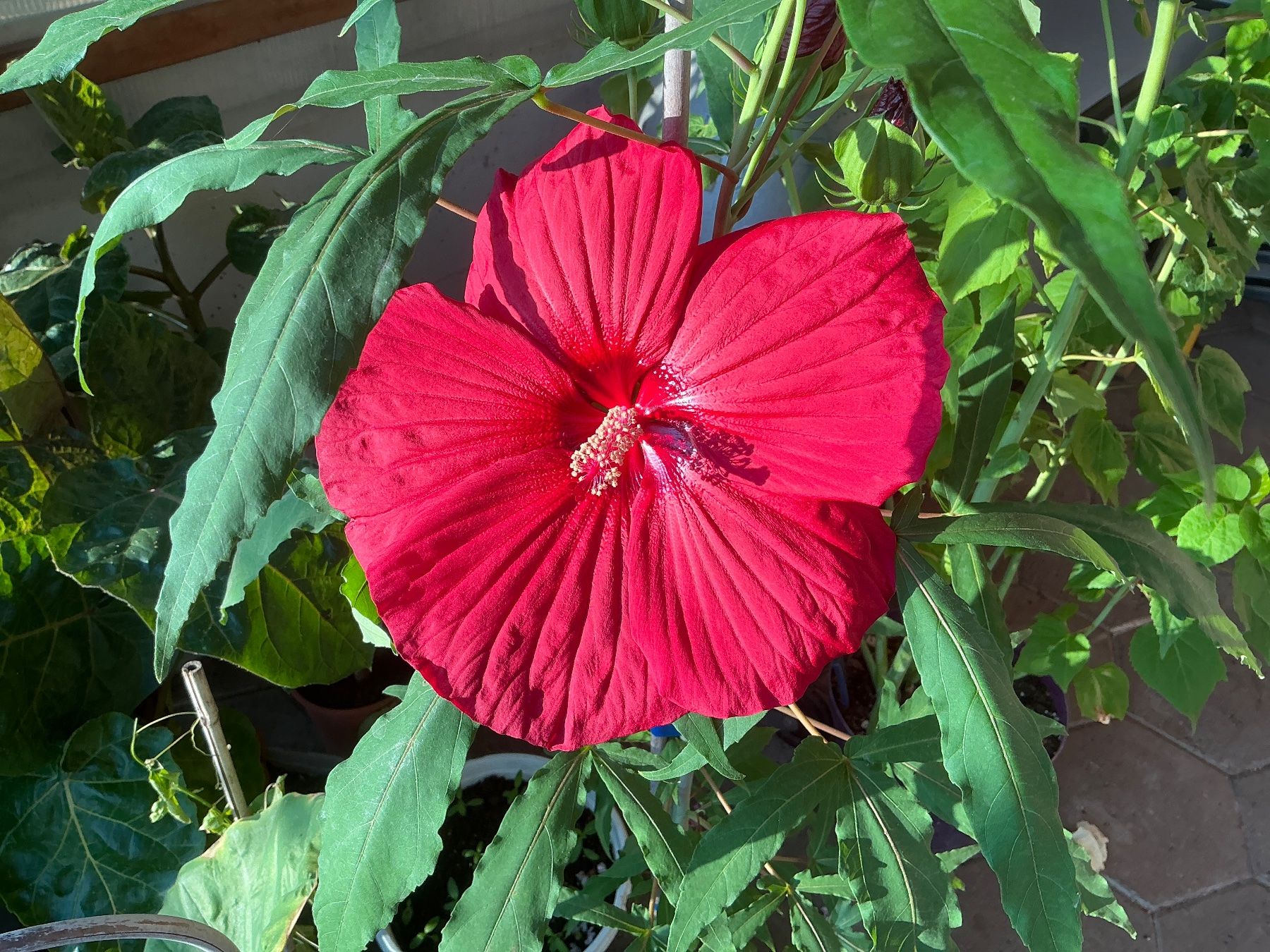 Piante & sementi: Hibiskus moscheutos winterhart – Usato da seon venduto da Agnom