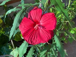 Hibiskus moscheutos winterhart