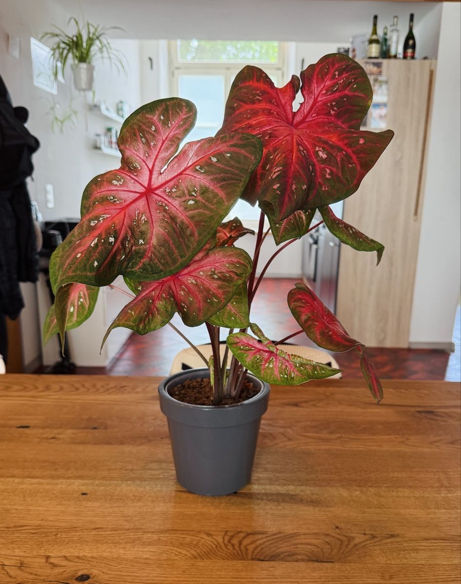 Pflanzen & Samen: Caladium Fast Flash – Neu (gemäss Beschreibung) aus Wald ZH von 2kndPlant