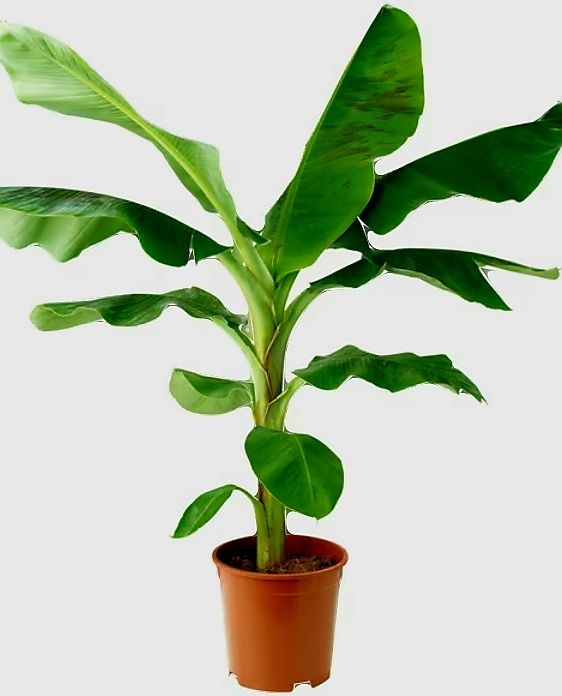 XL Bananenpflanze" MUSA BASJOO " 70-80 cm Bananier (Neu und  originalverpackt) in Rovio fr CHF 69  mit Lieferung auf Ricardo kaufen