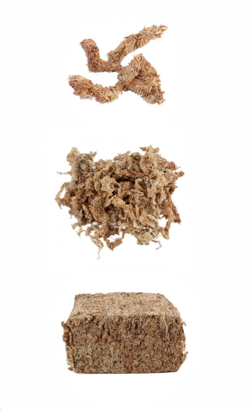 Plantes & graines: Sphagnum Moos getrocknet 500g – D'occasion à Spreitenbach par GreenThumb 2