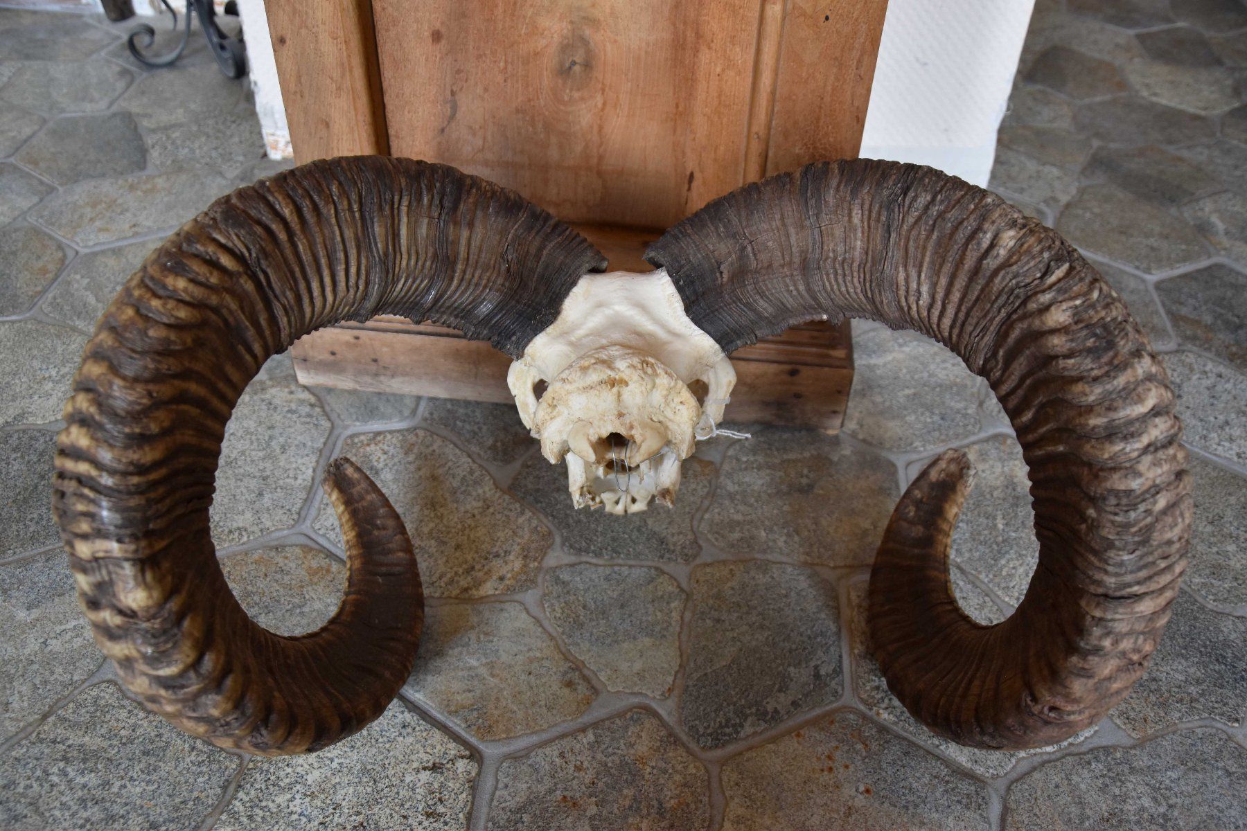 Il mondo degli animali: Crane de Mouflon médaillé d'Or 93/92cm – Nuovo (secondo la descrizione) da Vaulion venduto da sambigben 6