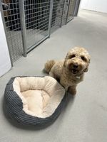 Hundebett grau mit Plüsch beige rund gepolstert