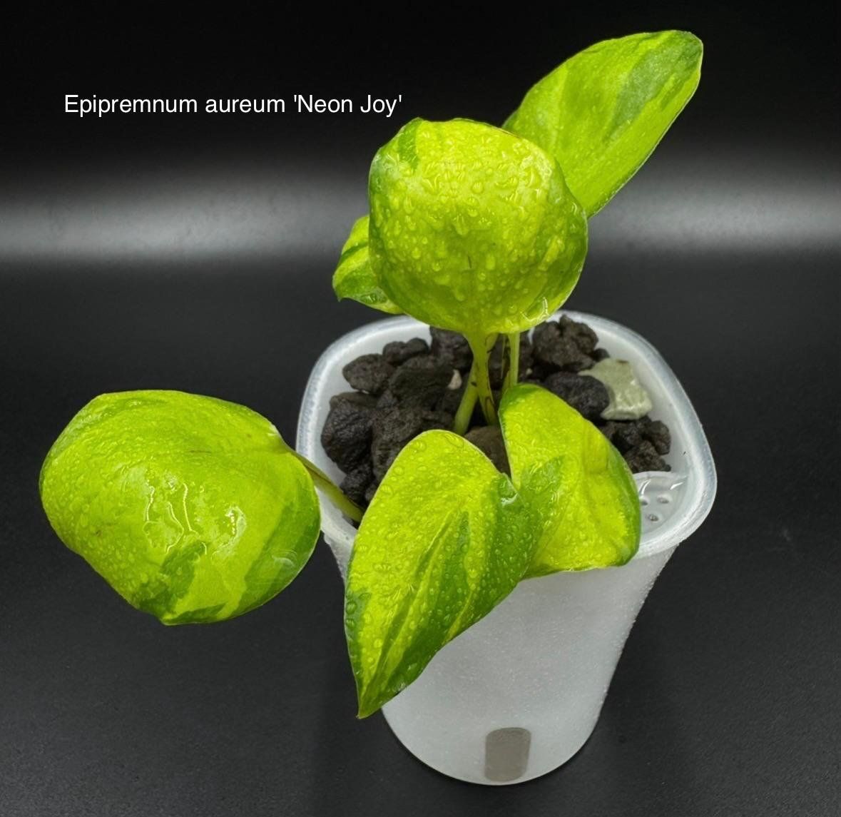 Plantes & graines: Epipremnum aureum 'Neon Joy' in Semihydro – Neuf (Voir description) à Bühler par googelibear