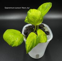 Epipremnum aureum 'Neon Joy' in Semihydro