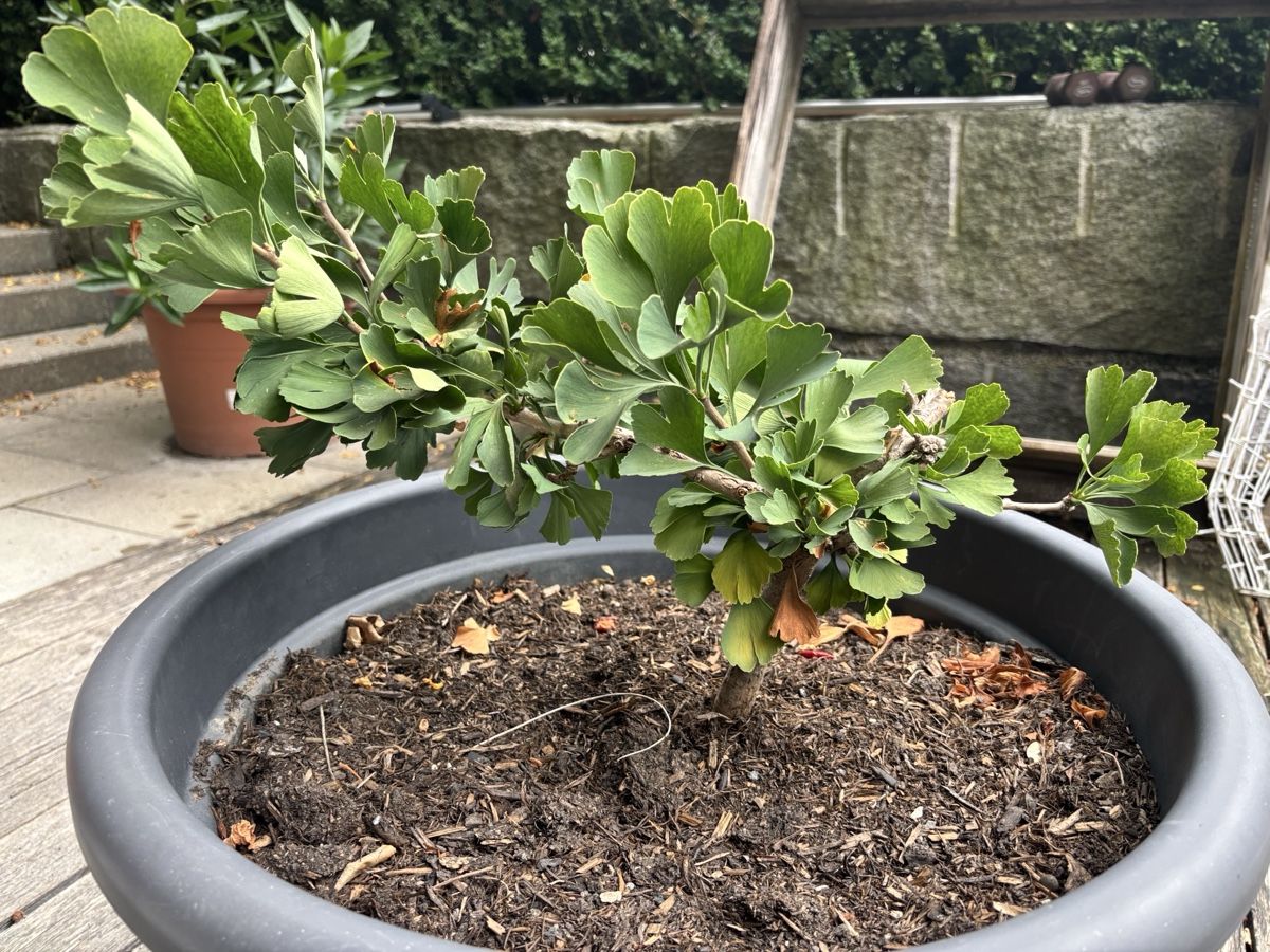 Piante & sementi: Ginkgo biloba – Usato da Wattwil venduto da rominger3000