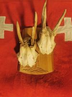 2 kleine Rehbock Geweihe auf Trophäen Brett