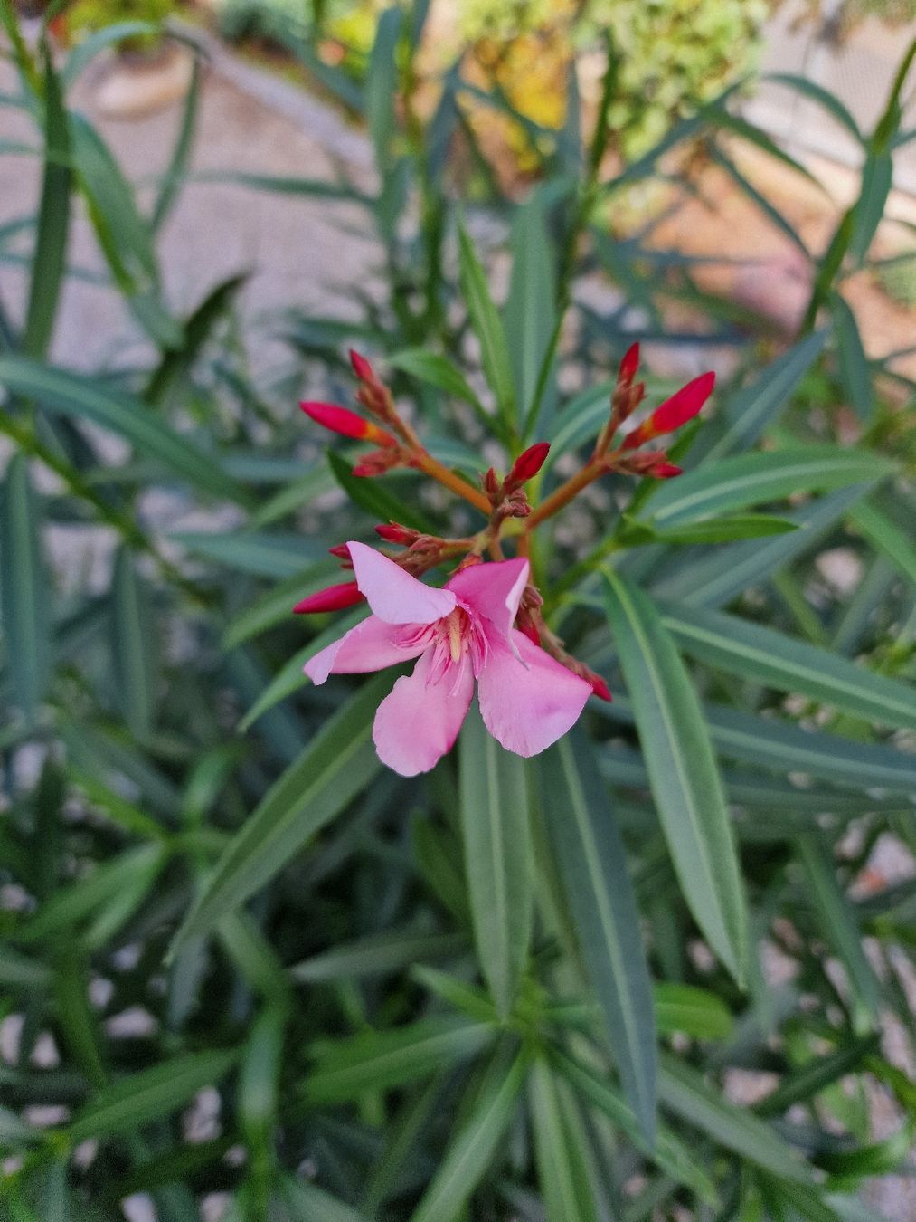 Pflanzen & Samen: Oleander im Topf – Neu (gemäss Beschreibung) aus Uster von Gulabin 1