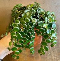 TORNADO MAUERPFEFFER / SEDUM MAKINOI MAXIM.