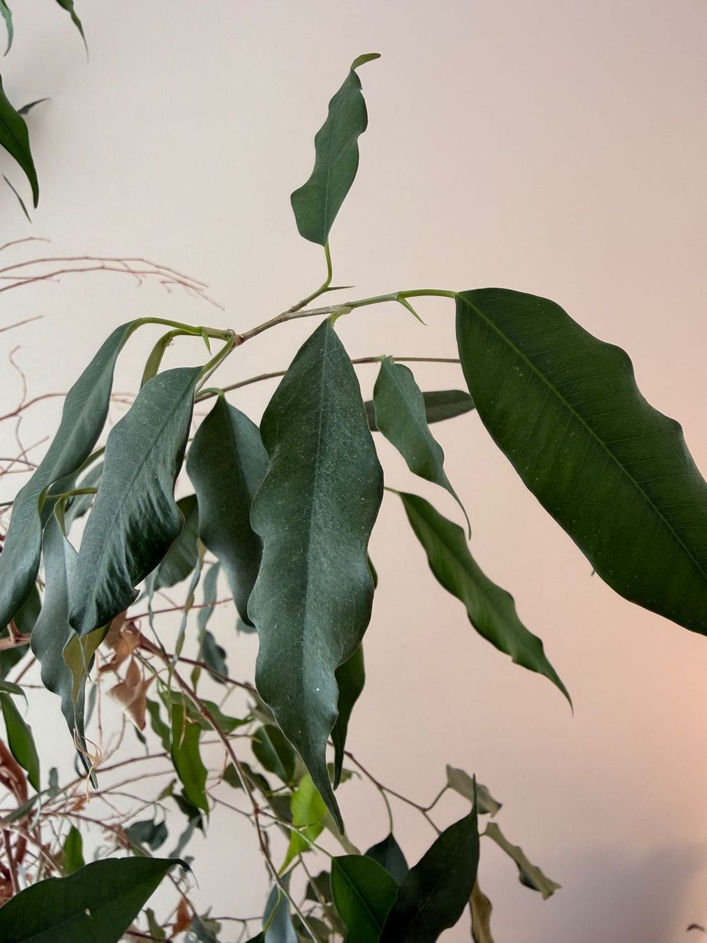Piante & sementi: FICUS BENJAMINA 160cm – Usato da Stettfurt venduto da loeschoe 1