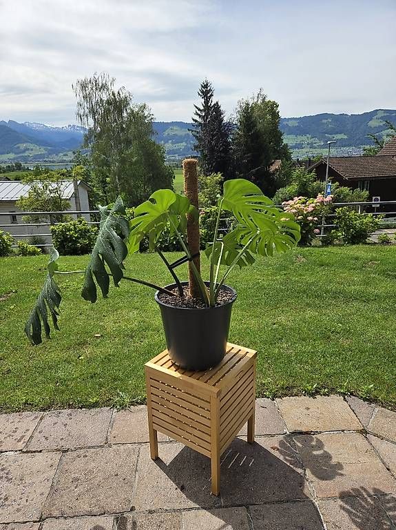 Piante & sementi: Monstera Deliciosa – Usato da Jona venduto da pau_g7rc 2